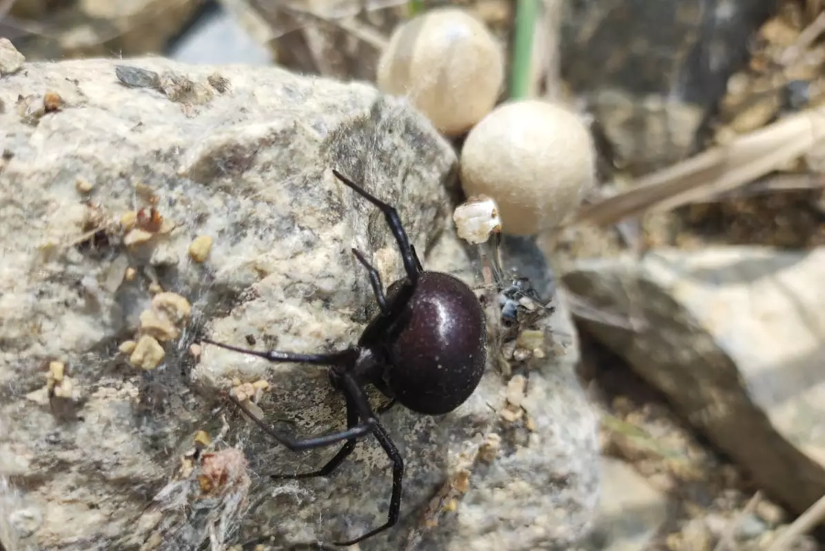 Ядовитые пауки расплодились в Баянауле: отдыхающих просят быть осторожными