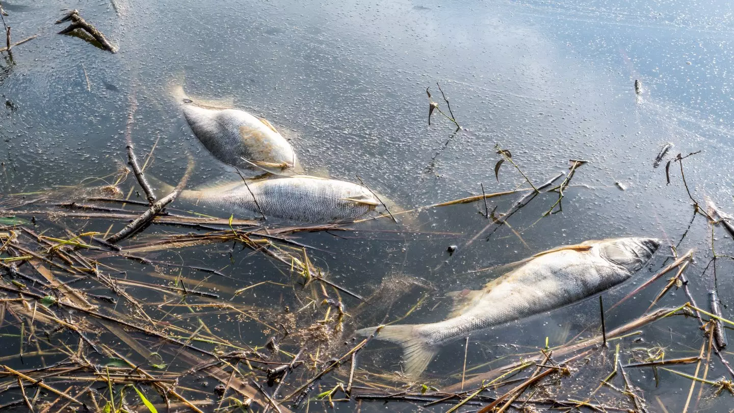 В водоемах ЗКО массово гибнут караси