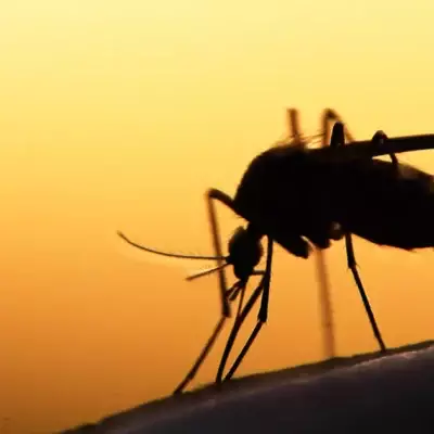 Мифы и правда о том, что привлекает комаров: безошибочные советы, как защитить себя