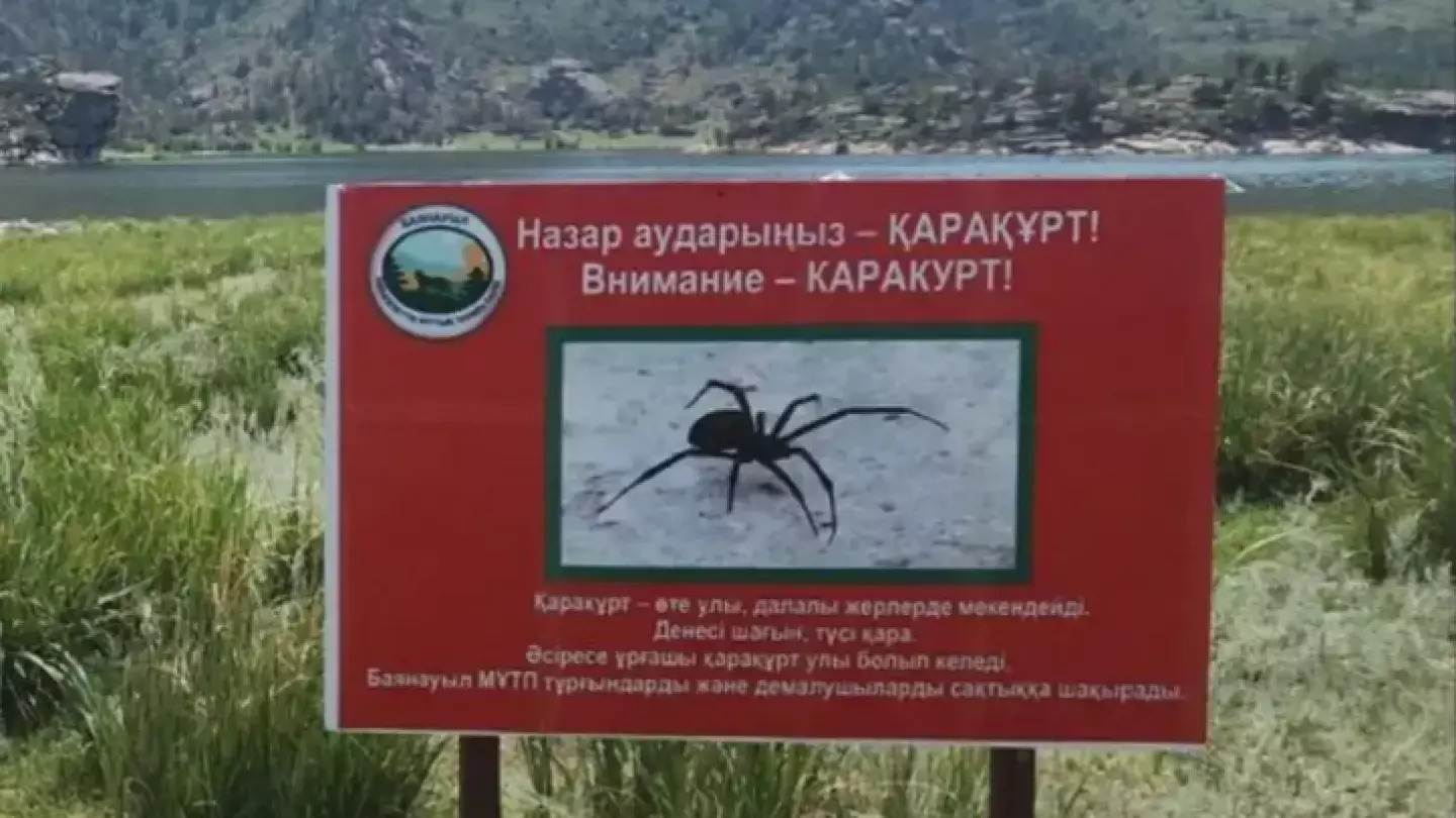Внимание, каракурт: в Баянаульском нацпарке нашествие ядовитых пауков