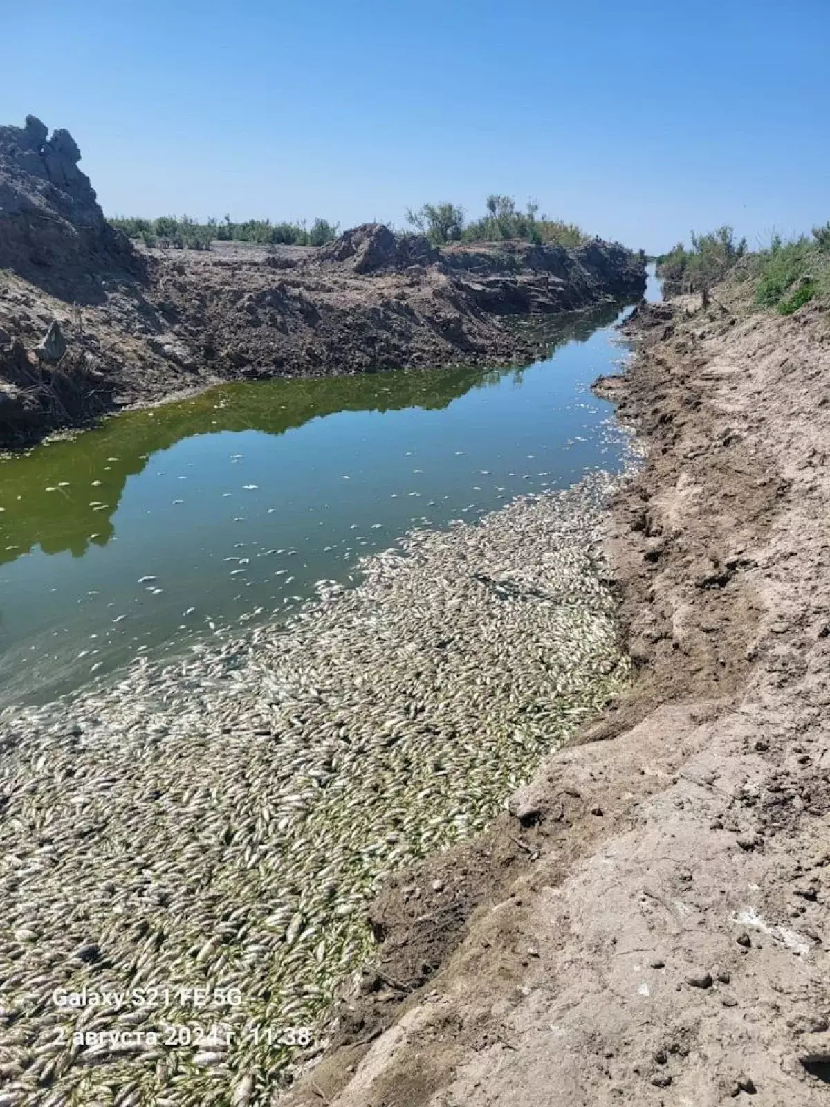 Названа предполагаемая причина массового мора рыбы в Атырау