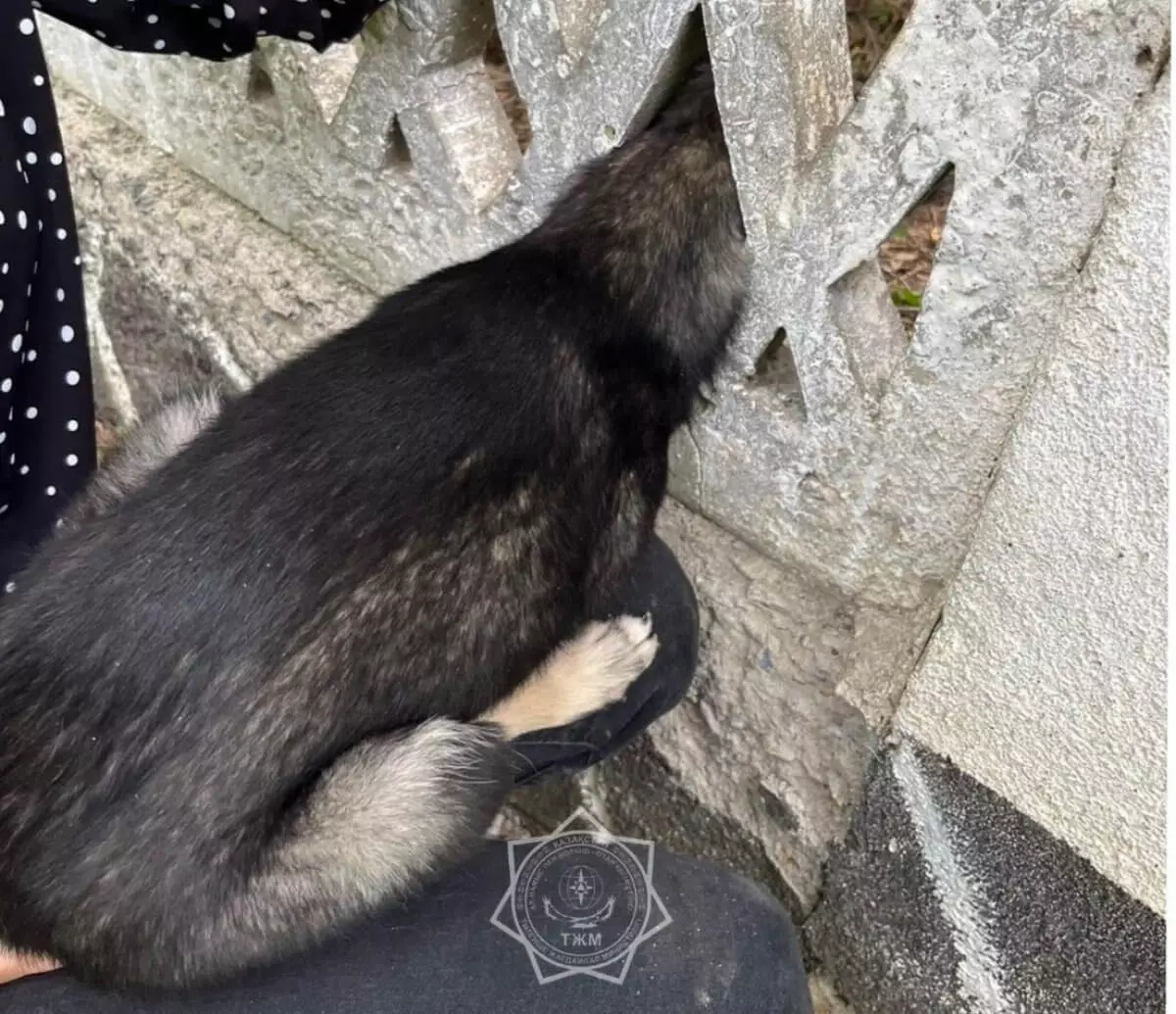 Щенок застрял в бетонном заборе в Житикаре