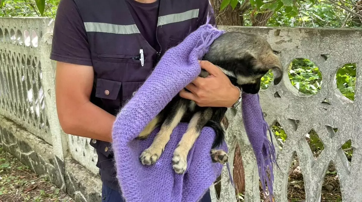 Бетонный забор сломали ради спасения щенка в Костанайской области