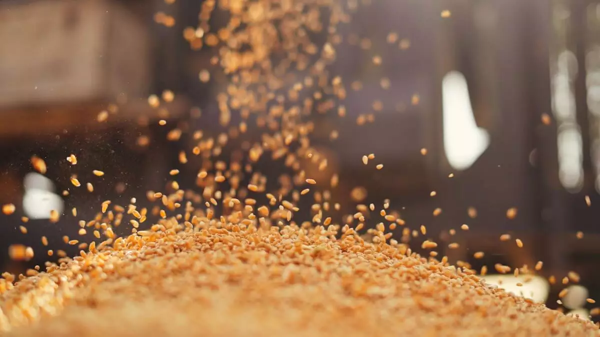 Жумагарин прояснил ситуацию с вводом экспортной пошлины на зерновые