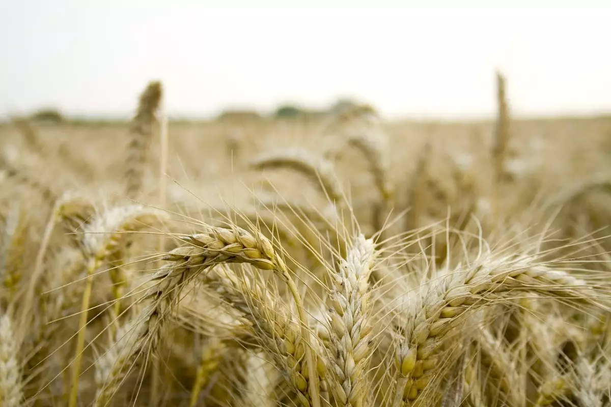 Введут ли в Казахстане экспортную пошлину на зерновые