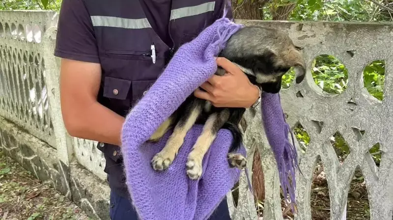 Бетонный забор разбили в Костанае для спасения щенка