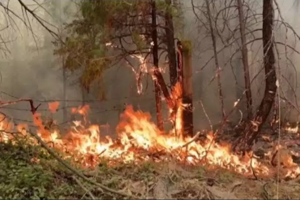 162 тысячи гектаров леса сгорело в Калифорнии