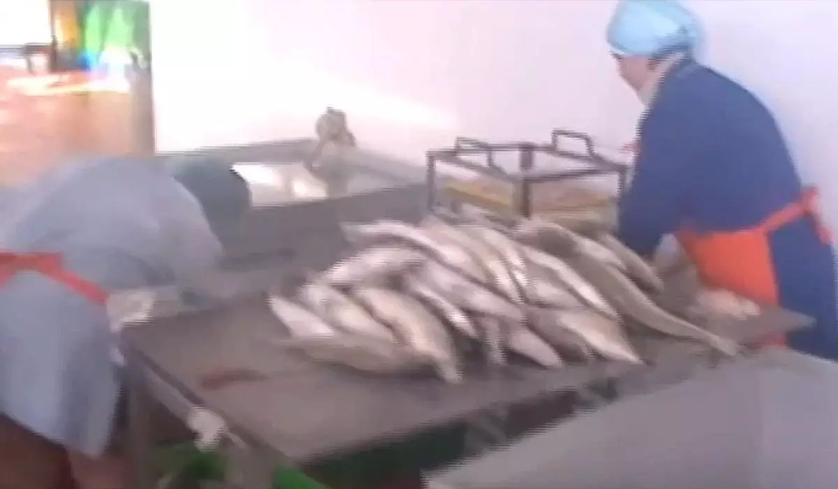 Отправляли в Евросоюз: цех с нелегально выловленной рыбой сняли на видео в Алматинской области