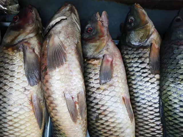 Более 60 тонн рыбной продукции незаконно экспортировали из РК