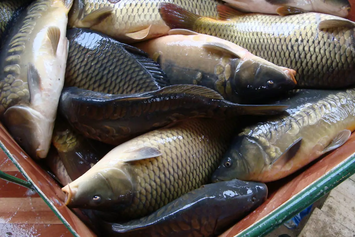 Более 60 тонн рыбной продукции незаконно экспортировали из Казахстана