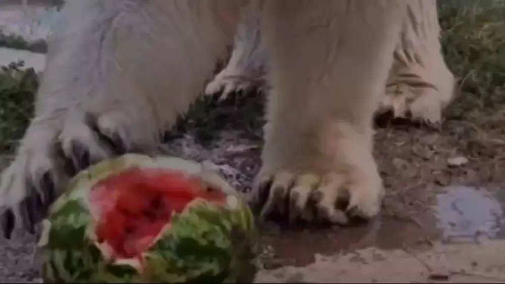 Медведица и арбуз: летнее видео из алматинского зоопарка