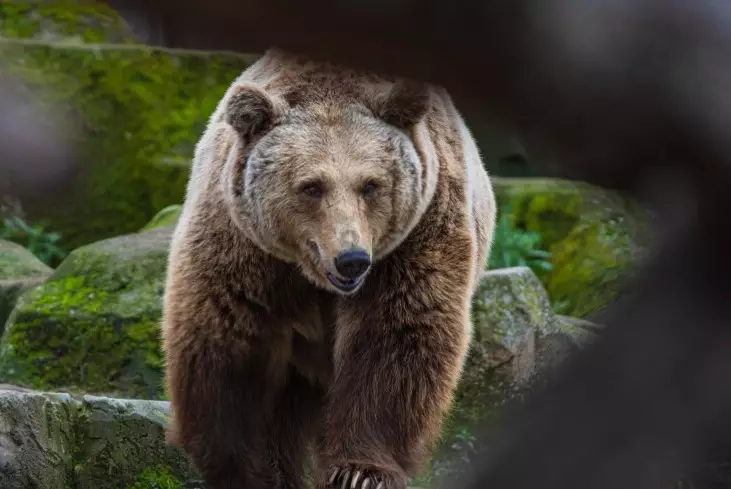 Медведь загрыз рыбака в российском регионе