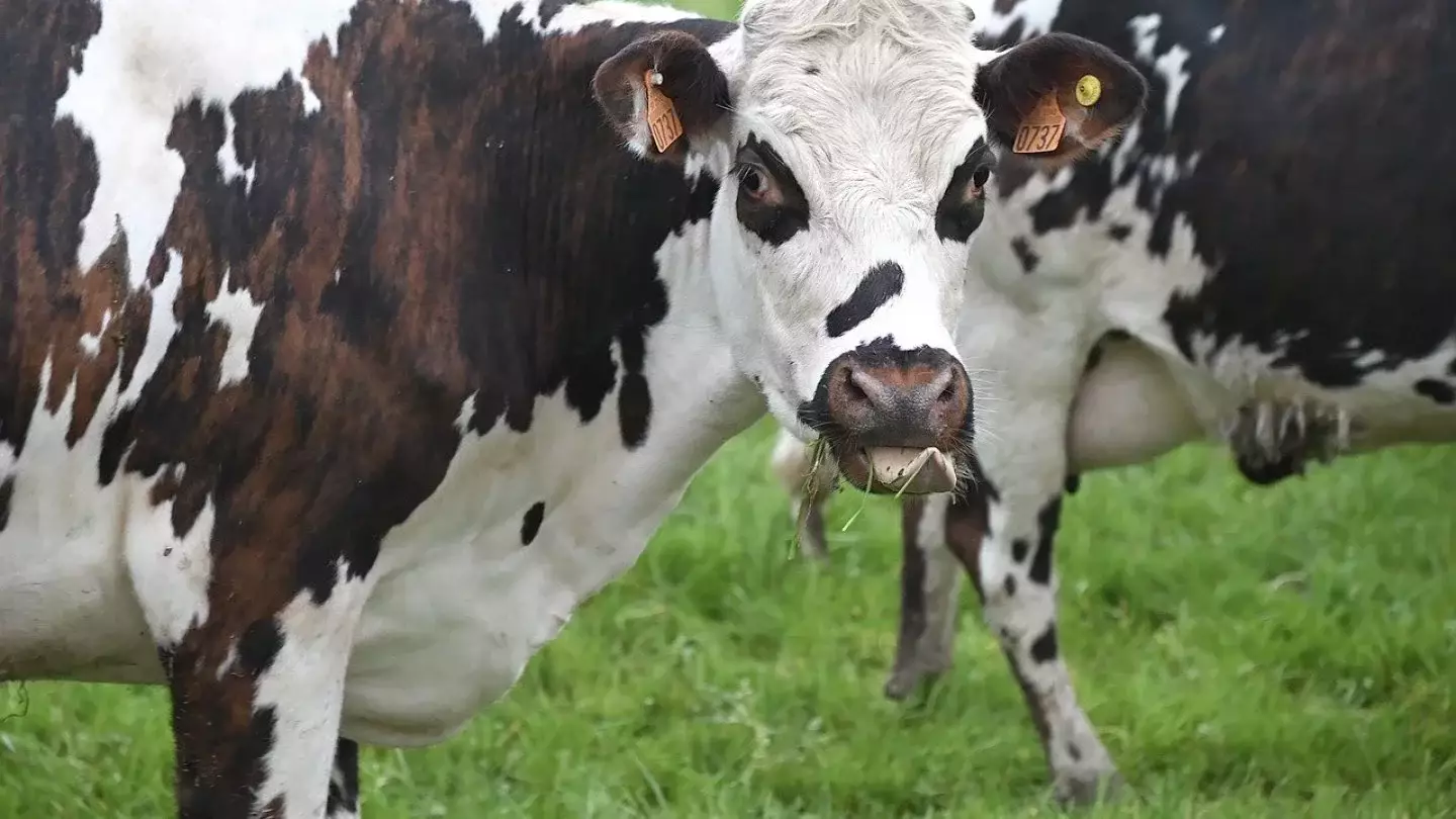 Падёж скота от сибирской язвы в Костанайской области прокомментировали ветеринары