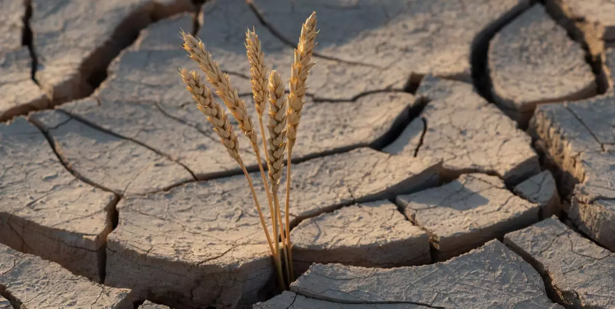 Засуха и бескормица: в ЗКО объявлен режим ЧС