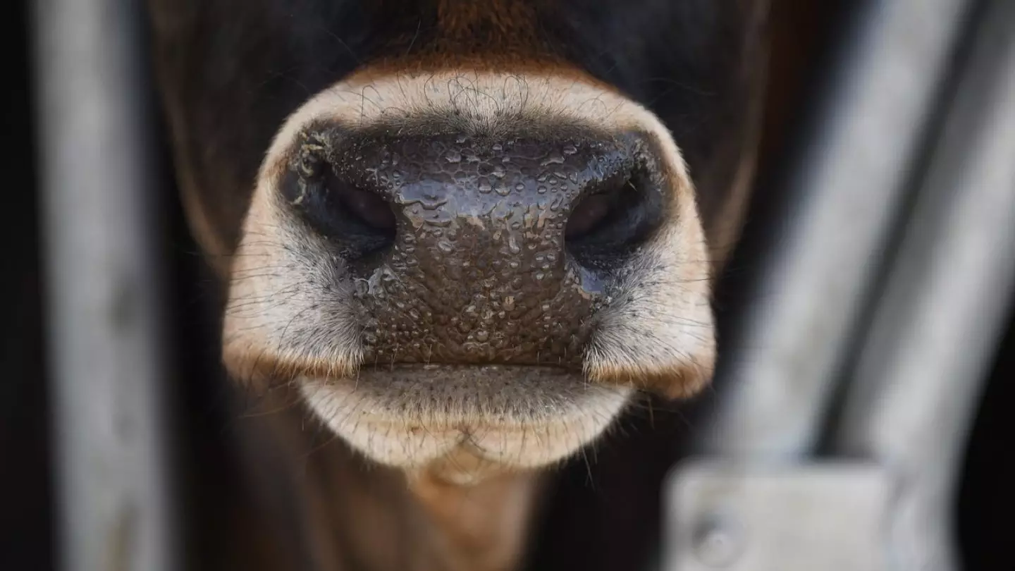 26 голов крупного рогатого скота сожгли в Костанайской области из-за сибирской язвы