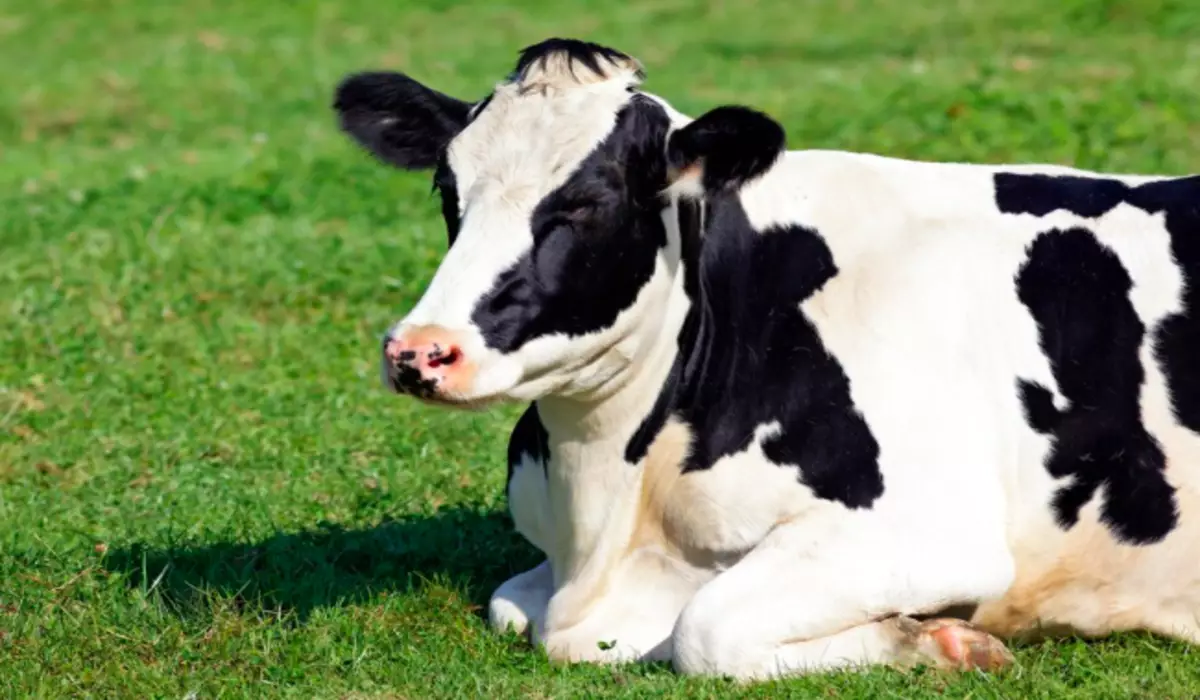 Почти 30 коров погибли от сибирской язвы в Костанайской области