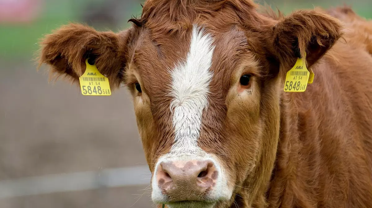Комитет ветеринарного контроля проводит расследование падежа скота в Костанайской области