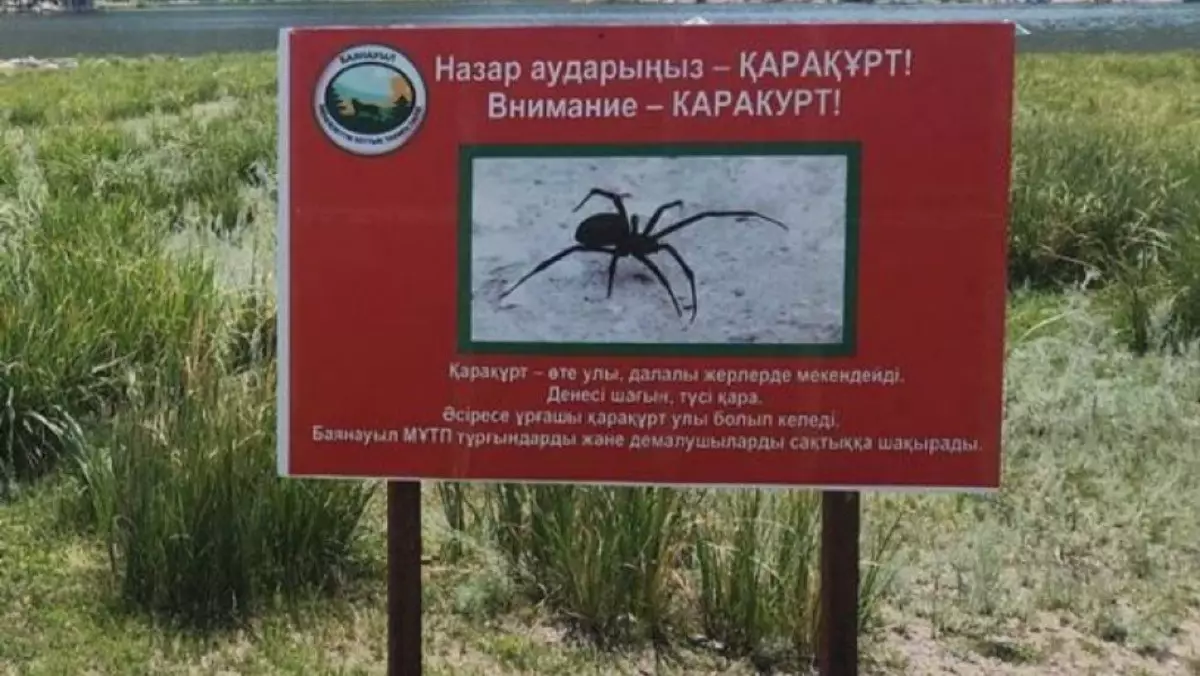 В Павлодарской области могут объявить ЧС из-за нашествия каракуртов