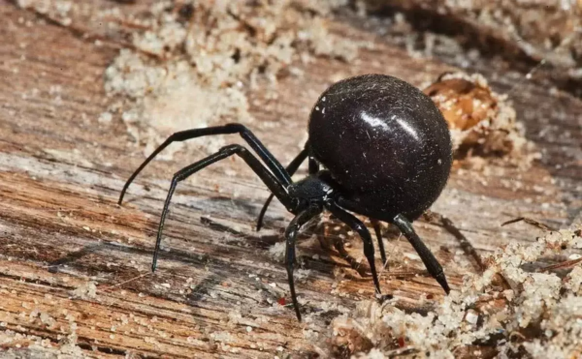 Нашествие ядовитых пауков в Баянауле: что говорят в Минэкологии