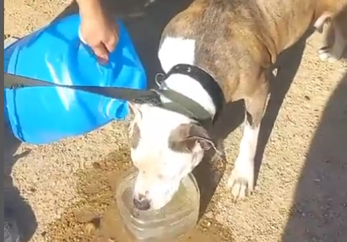 Собака в железной будке: полиция Актау оштрафовала родителей подростка