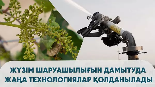 Жүзім шаруашылығын дамытуда жаңа технологиялар қолданылады