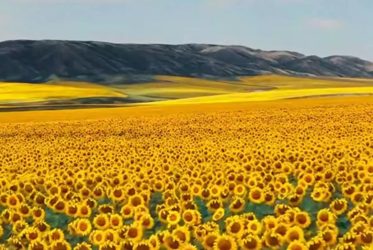 Подсолнечный рай показал казахстанский фотограф (ВИДЕО)