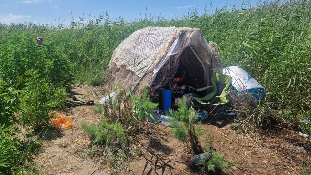 Тайную плантацию голландской конопли нашли около Балхаша