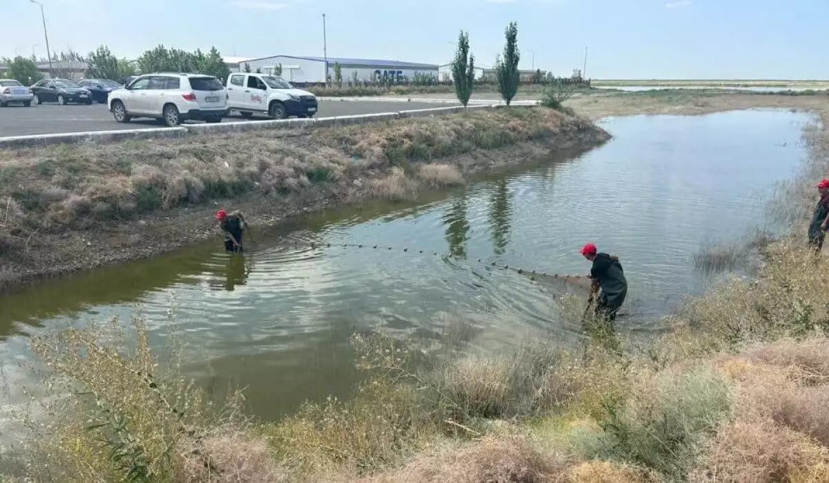 Атырауда балық қырылды: құтқару жұмыстары қалай жүріп жатыр