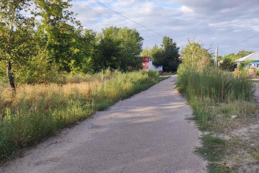 Улицы Семея превратились в заросли из-за проволочек с госзакупками