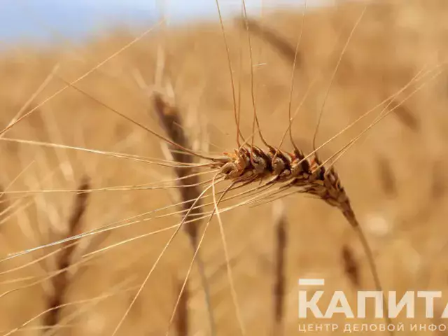 В Казахстане продлили запрет на ввоз пшеницы  