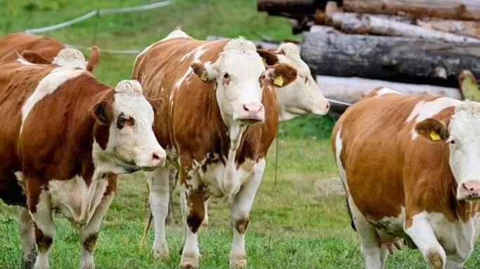 Елімізде ауыл шаруашылығы санағының пилоттық кезеңі басталды