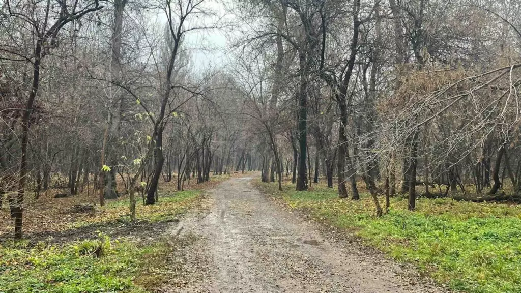 Роща Баума в Алматы стала опасной