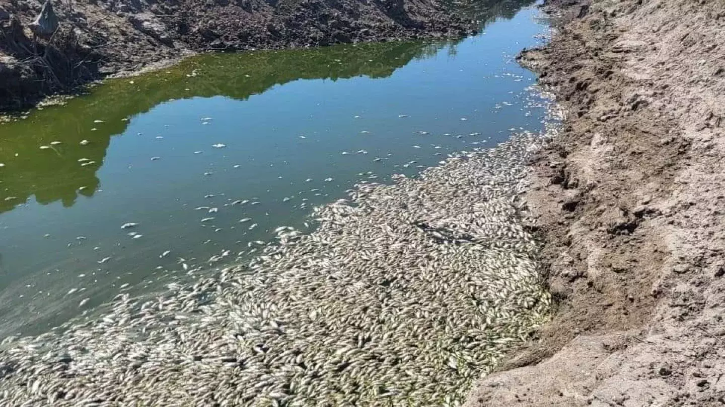 В Атырау продолжается мор рыбы