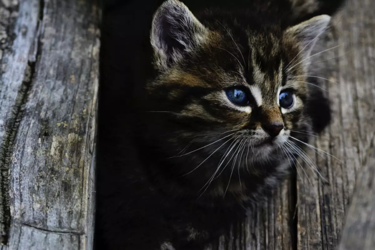 Кота расстреляли из пневматического оружия в Аксу