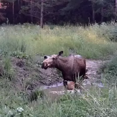 Семейство лосей попало в фотоловушку в «Ертiс орманы»