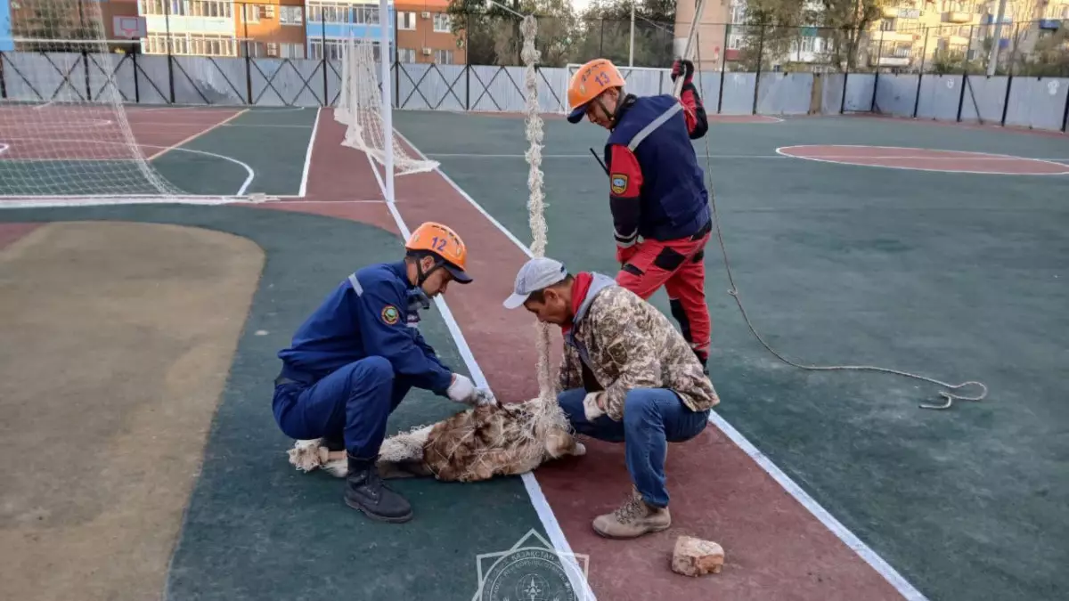 Запутавшегося песика вызволили из волейбольной сетки в Уральске