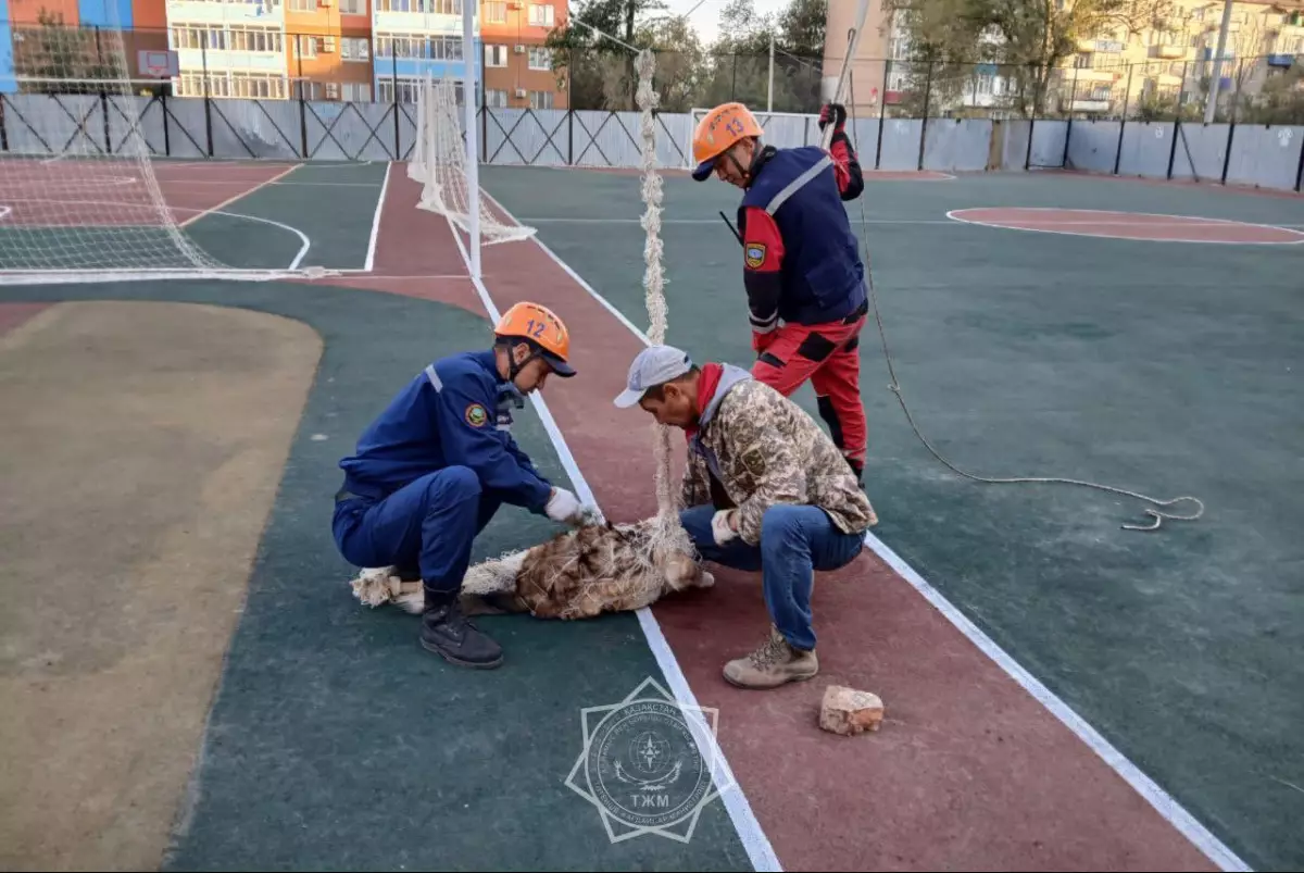 Застрявшего в волейбольной сетке бездомного пса освободили спасатели