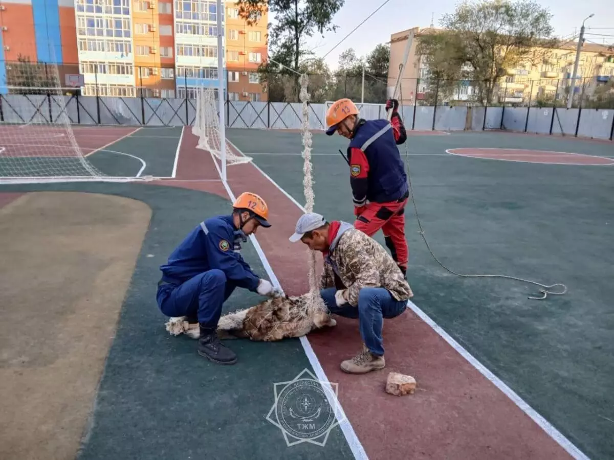 Пес чуть не задохнулся, запутавшись в волейбольной сетке в Уральске