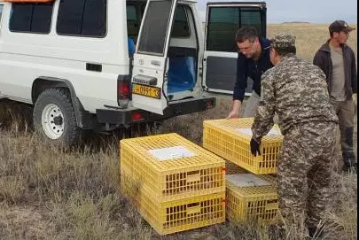 Более 4 тыс редких птиц выпустили на волю в области Жетысу