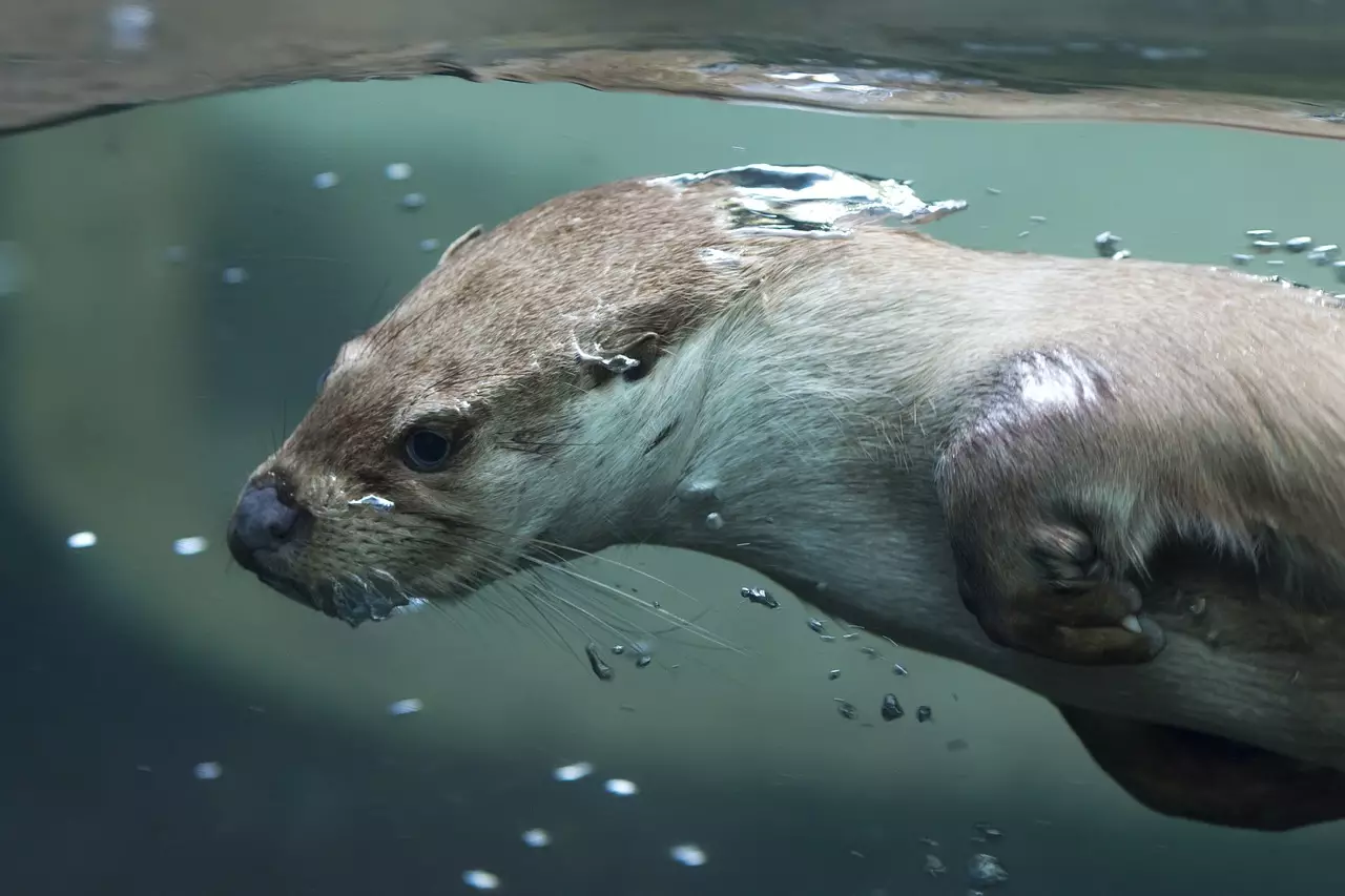 Выдра вылезла из реки и утащила ребенка под воду