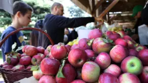 130 тонна алма, Шапито циркі және концерт: Алматыда Apple Fest фестивалі қалай өтті