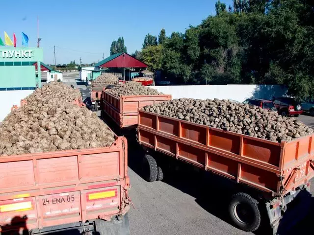 В области Жетісу заводы начали принимать сахарную свеклу для переработки 