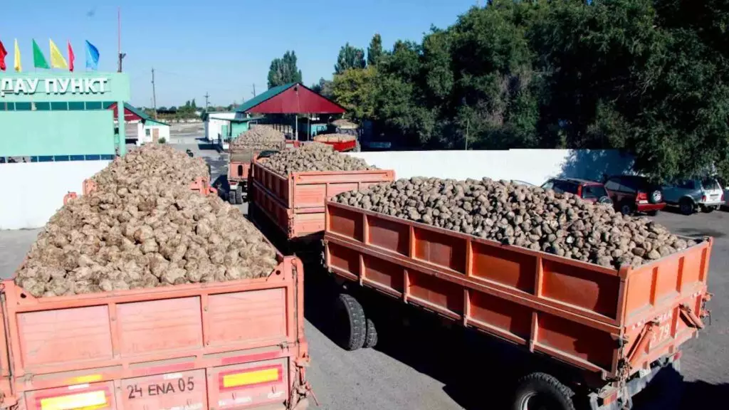 В области Жетісу Аксуский и Коксуский сахзаводы начали приемку свеклы на переработку