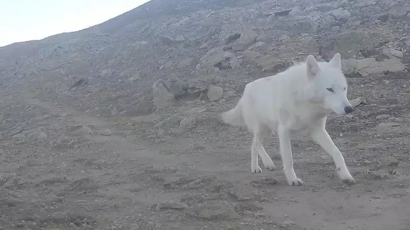 Белый волк второй раз за год попал в фотоловушку в Мангистау