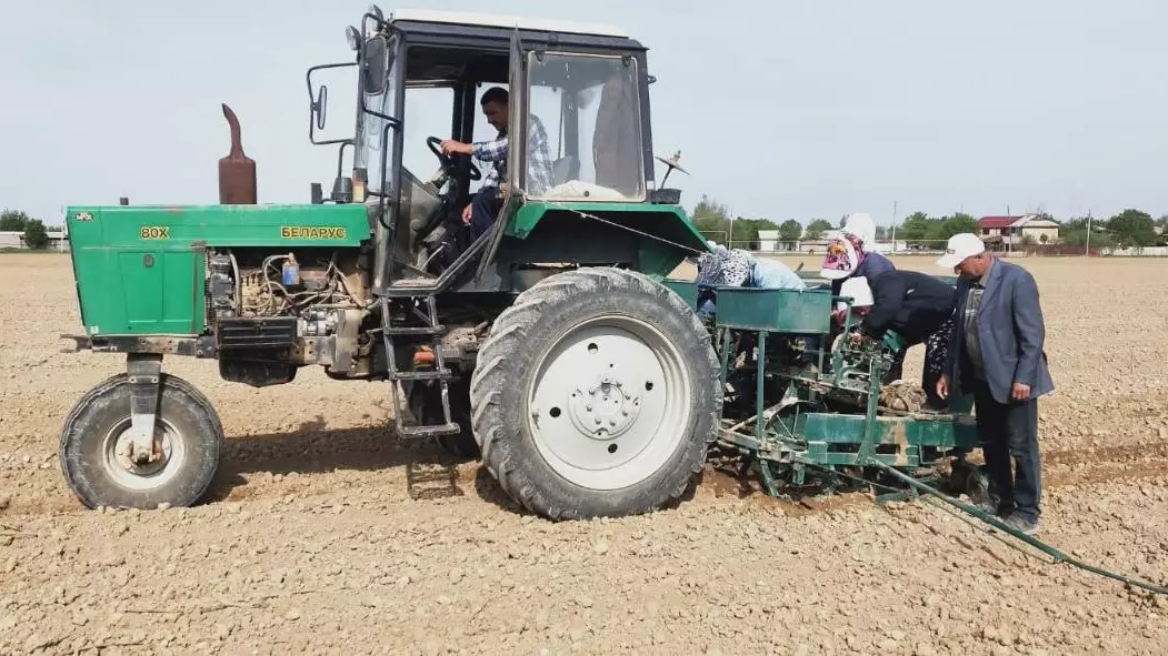 Қазақстанда жоғары өнімді мақта өсіруге кірісті