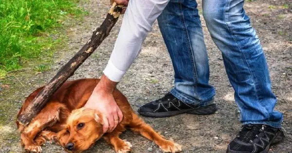 Шымкентте итті сабаған адамға қатысты сот үкімі шықты