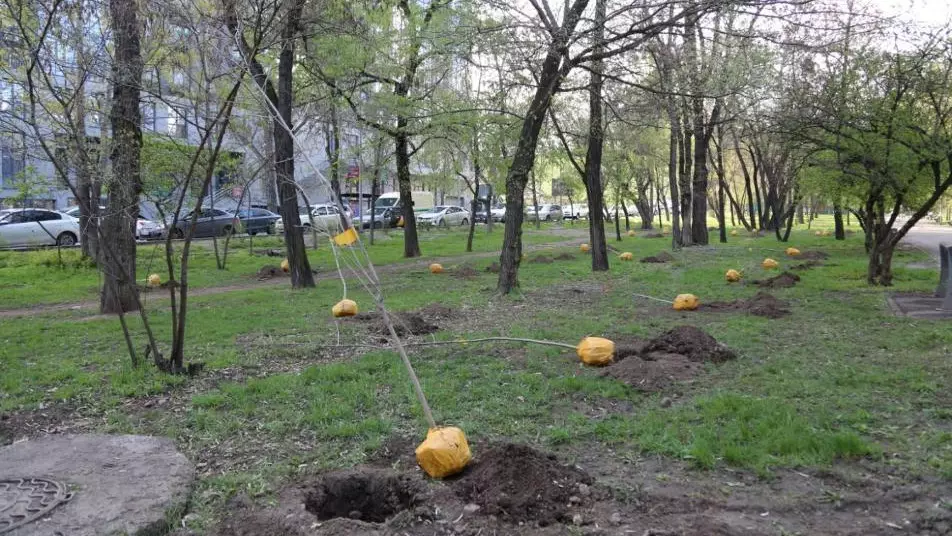 В Алматы стартовала акция «Зелёный двор»: бесплатные саженцы для озеленения