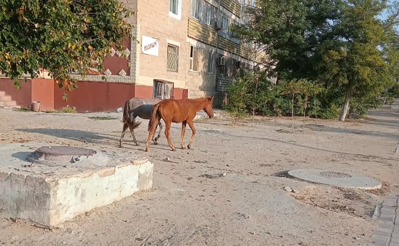 В Актау без перемен: жители вновь жалуются на гуляющих по городу лошадей