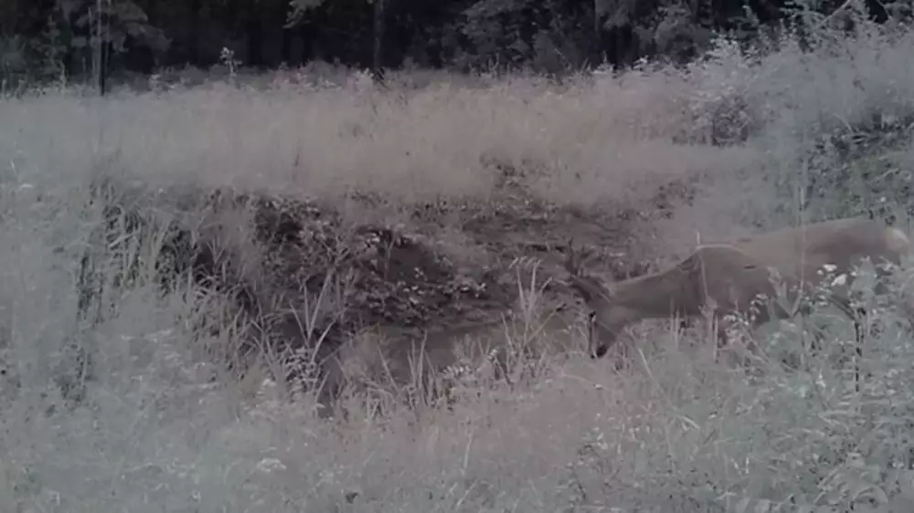 Косулю сняли на видео в Павлодарской области