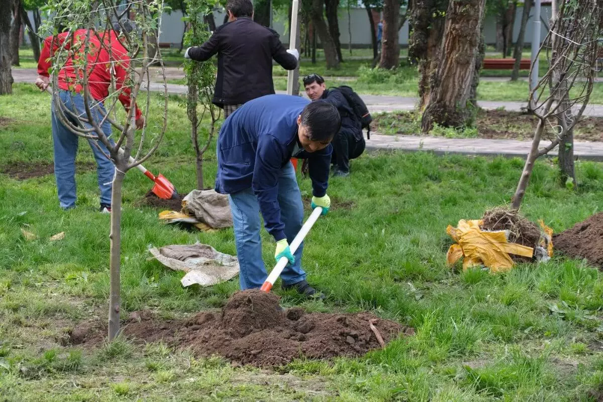 Как в Алматы получить бесплатные саженцы по акции "Зеленый двор"